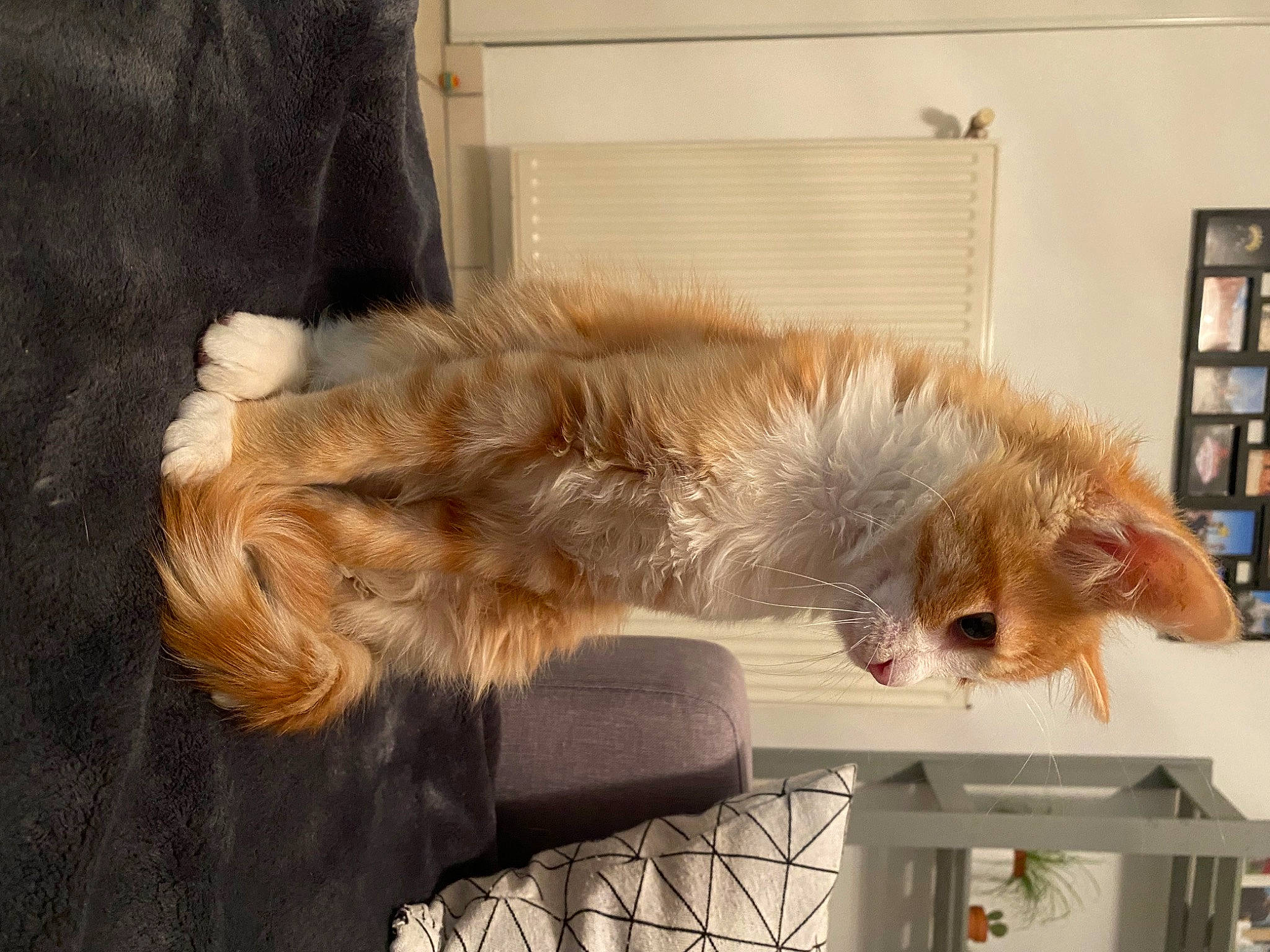 Ory participe au concours pour gagner de l'argent avec cette photo : carnivore, cat, claw, comfort, companion_dog, dog_breed, fawn, felidae, fur, nap, paw, picture_frame, room, shelf, small_to_medium_sized_cats, snout, sporting_group, tail, whiskers, window