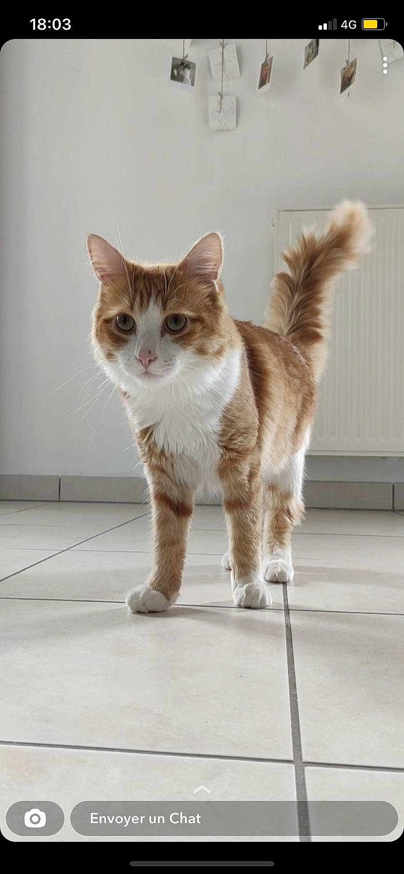 Ory participe au concours pour gagner de l'argent avec cette photo : carnivore, cat, claw, domestic_short_haired_cat, eye, fawn, felidae, flooring, foot, fur, human_leg, paw, sitting, small_to_medium_sized_cats, snout, tail, terrestrial_animal, whiskers, wood