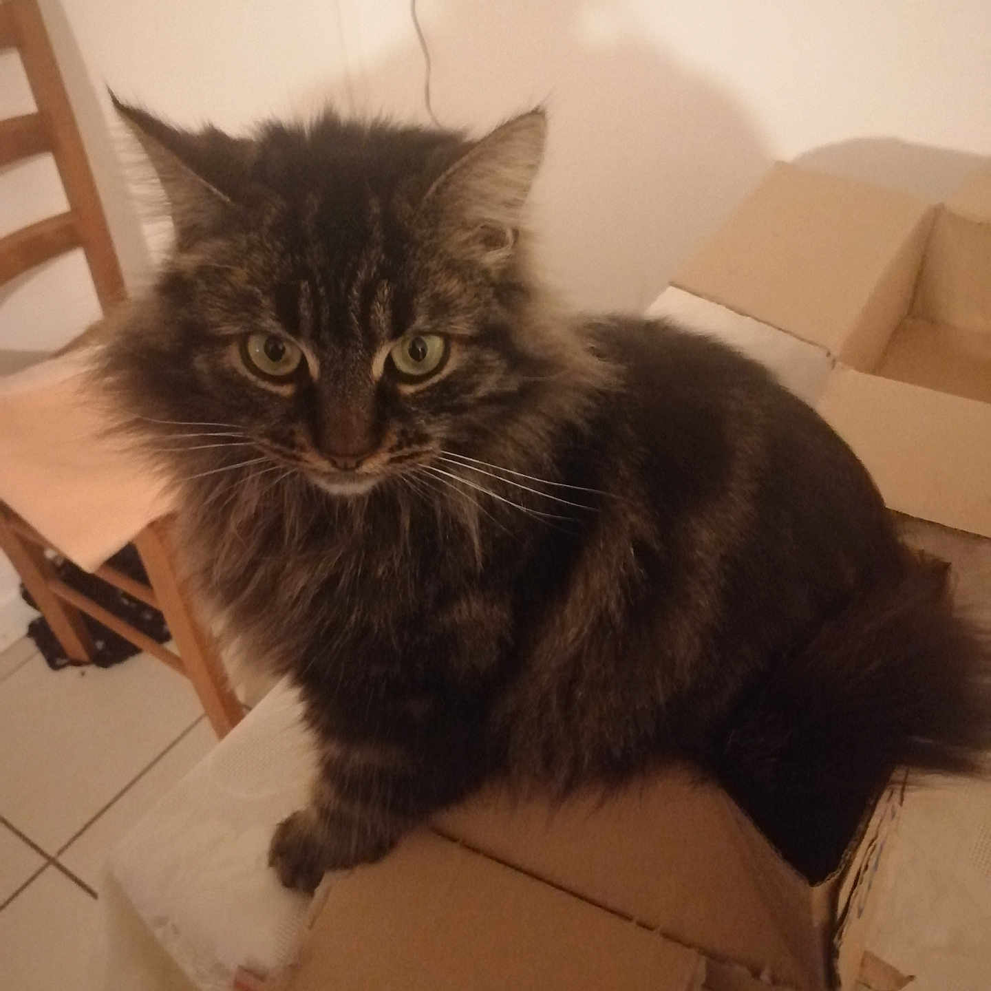 Plume participe au concours pour gagner de l'argent avec cette photo : abyssinian, animal, architecture, armchair, blackcat, box, building, cardboard, carton, cat, chair, couch, furniture, hardwood, indoors, kitten, manx, pet, plywood, wood