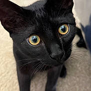 Kirito joined the competition — help win amazing prizes! black_cat, close_up, cat, curious, golden_eyes, pet, animal, feline, whiskers, ears, fur, indoor, looking_up, portrait, domestic_cat, cute, alert, young_cat, soft_light, texture