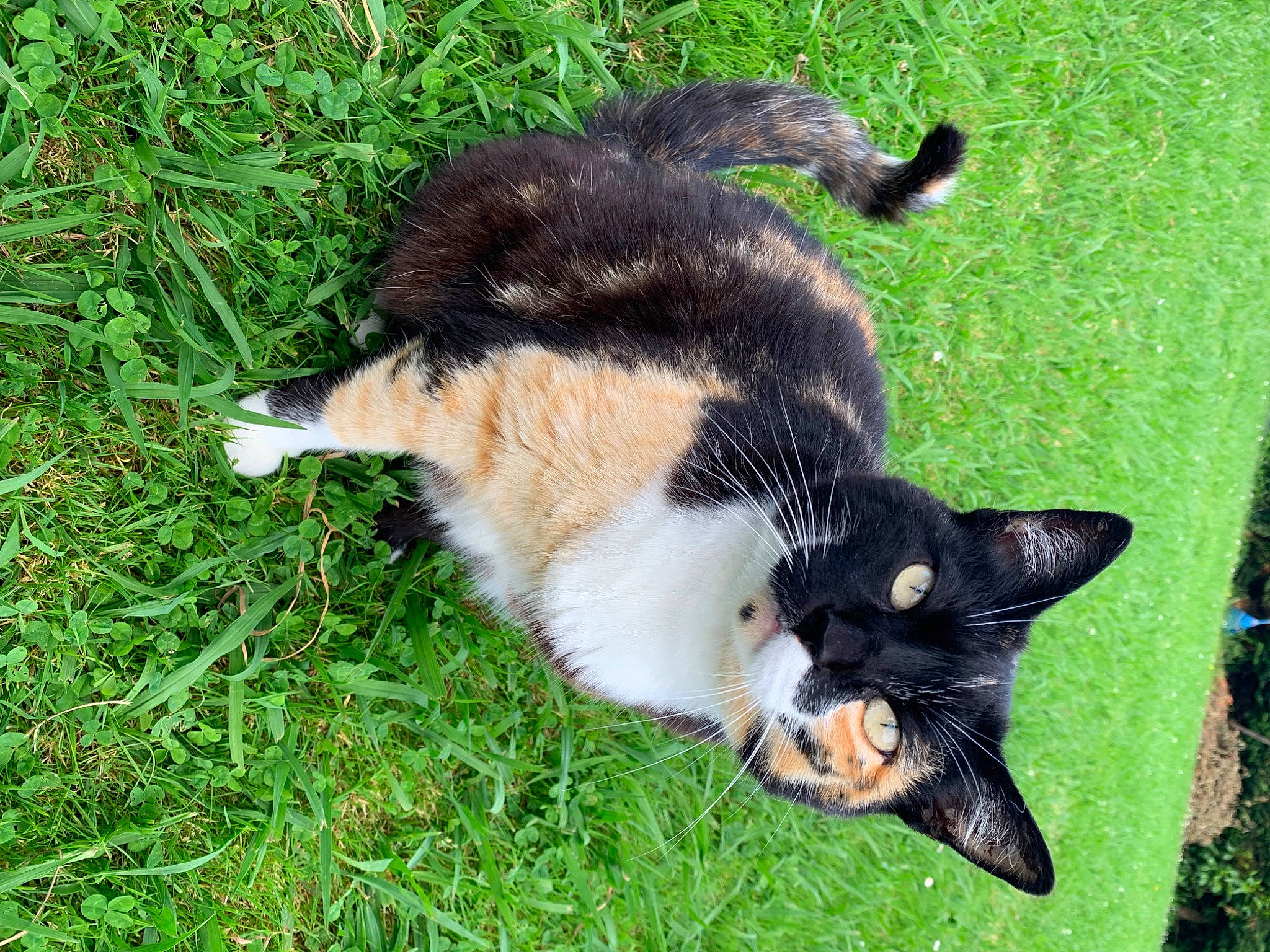 Chachou a rejoint le concours — aidez-le/la à gagner de superbes lots ! carnivore, cat, claw, dog_breed, domestic_short_haired_cat, fang, felidae, fur, grass, groundcover, lawn, paw, plant, small_to_medium_sized_cats, snout, sporting_group, tail, terrestrial_animal, whiskers, wildlife