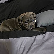 Blunique is registered to the contest to win money with this photo: puppy, dog, bed, bedding, black, gray, cute, sleepy, pet, animal, indoor, resting, fur, young, canine, cozy, blanket, pillow, domestic, companion
