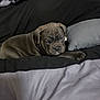 puppy, dog, bed, bedding, black, gray, cute, sleepy, pet, animal, indoor, resting, fur, young, canine, cozy, blanket, pillow, domestic, companion