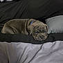 Blunique is registered to the contest to win money with this photo: puppy, dog, bed, blanket, pillow, blue_collar, sleepy, cute, pet, indoor, resting, fur, animal, snuggled, cozy, domestic, canine, young, relaxed, lying_down
