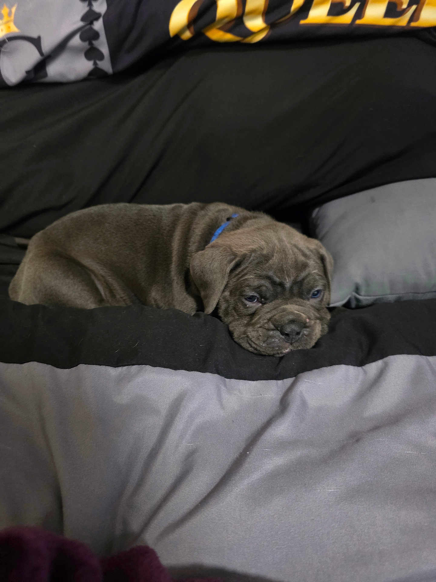 Blunique is registered to the contest to win money with this photo: puppy, dog, bed, blanket, pillow, blue_collar, sleepy, cute, pet, indoor, resting, fur, animal, snuggled, cozy, domestic, canine, young, relaxed, lying_down