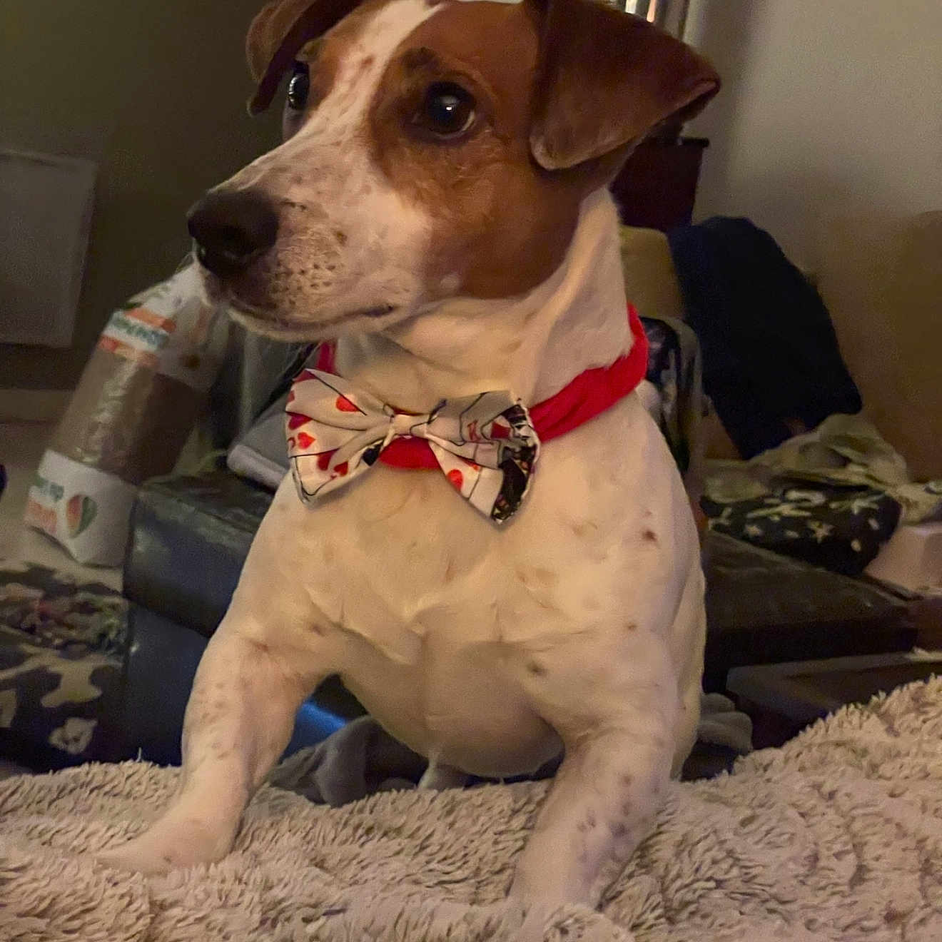 Jaiko a rejoint le concours — aidez-le/la à gagner de superbes lots ! alert, animal, blanket, bow_tie, brown, companion, cozy, cute, dog, domestic_animal, ears, fur, home, indoor, looking_away, pet, portrait, sitting, snout, white