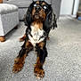 Monica is registered to the contest to win money with this photo: alert, animal, black_fur, blue_eyes, brown_fur, canine, carpet, cute, dog, domestic, fur, furniture, indoor, laying_down, living_room, long_ears, looking_up, paw, pet, white_fur
