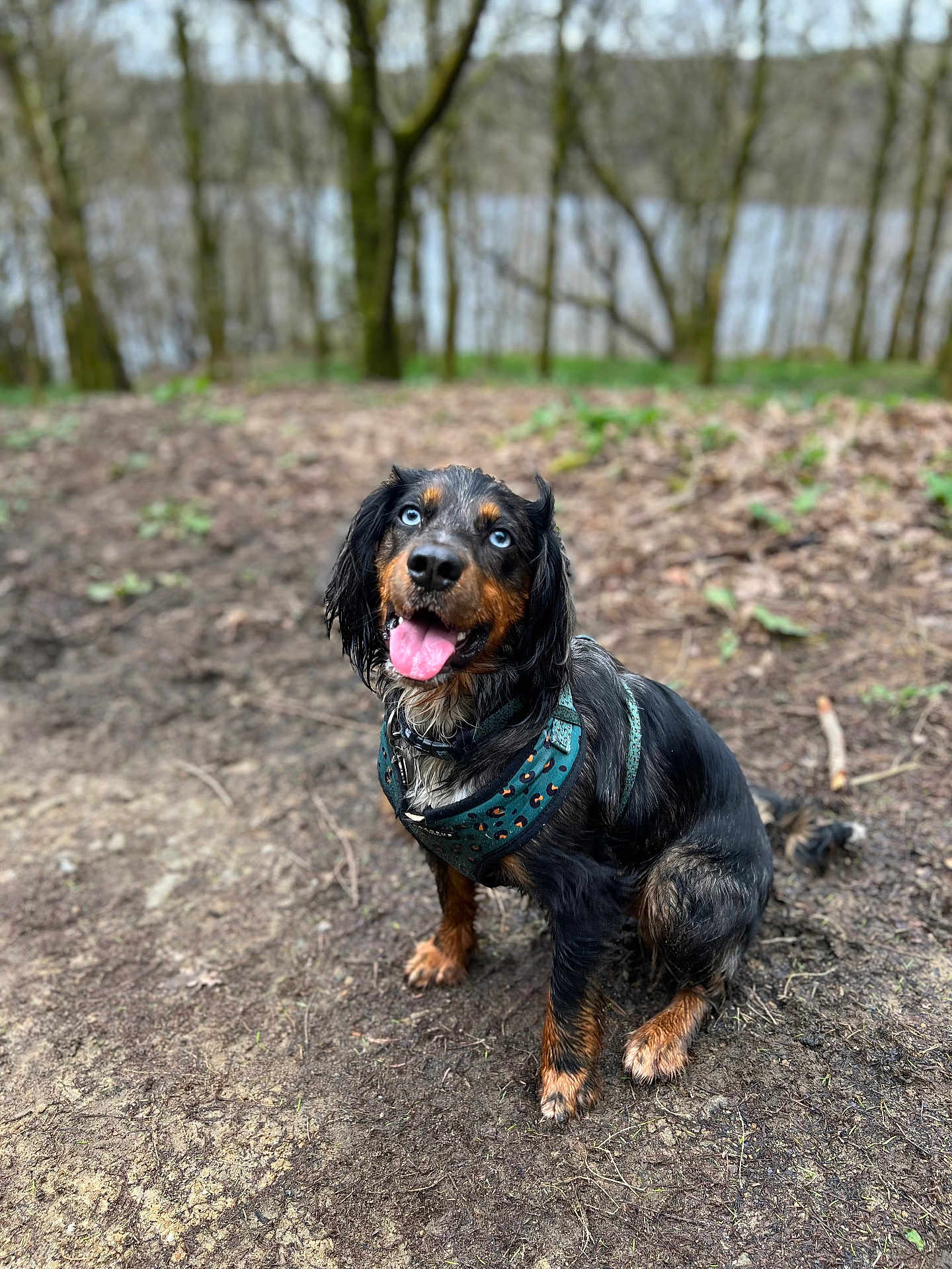 Monica joined the competition — help win amazing prizes! adventure, animal, black, blue_eyes, brown, canine, dirt_path, dog, forest, ground, happy, harness, leaf, muddy, nature, outdoor, pet, sitting, tongue_out, tree