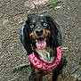 Monica is registered to the contest to win money with this photo: animal, black_fur, blue_eyes, brown_fur, canine, dirt_ground, dog, excited, forest, fur, happy, leaves, long_ears, nature, outdoor, pet, pink_harness, tongue_out, tree_stump, twigs