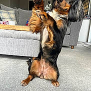 Monica is registered to the contest to win money with this photo: animal, blue_eyes, carpet, companion, cushion, cute, dachshund, dog, domestic, fur, home, indoor, living_room, long_hair, pet, playful, raised_paws, sitting, small_dog, sofa