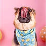 dog, tongue_out, bandana, floral_pattern, blue_bandana, pink_background, balloons, studio_backdrop, pet_portrait, close_up, playful, tongue, fur, ears, eyes, sitting, cute, pet_accessory, pastel_color, funny