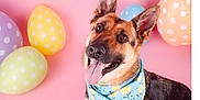 Sasha is registered to the contest to win money with this photo: dog, german_shepherd, bandana, pink_background, balloons, polka_dot, easter_eggs, tongue_out, happy, portrait, pet, studio, pastel_colors, sitting, ears_up, close_up, playful, smiling, furry, accessory