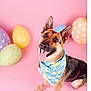 dog, german_shepherd, bandana, pink_background, balloons, polka_dot, easter_eggs, tongue_out, happy, portrait, pet, studio, pastel_colors, sitting, ears_up, close_up, playful, smiling, furry, accessory