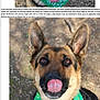 german_shepherd, dog, tongue_out, green_bandana, bandana, close_up, portrait, outdoor, wood_chips, dirt, grass, happy, smiling, ears_up, brown_eyes, pet, adoption_photo, collage, webpage_screenshot, status_bar