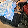 dog, german_shepherd, blanket, couch, person_arm, living_room, cozy, paw, snout, fur, blanket_pattern, throw, flooring, charging_cables, side_table, hand, bored, resting, pet, indoor