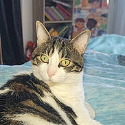 Ruben participe au concours pour gagner de l'argent avec cette photo : accessories, animal, architecture, bag, bed, bedroom, bookcase, building, cat, couch, furniture, handbag, head, indoors, kitten, manx, person, pet, room, shelf