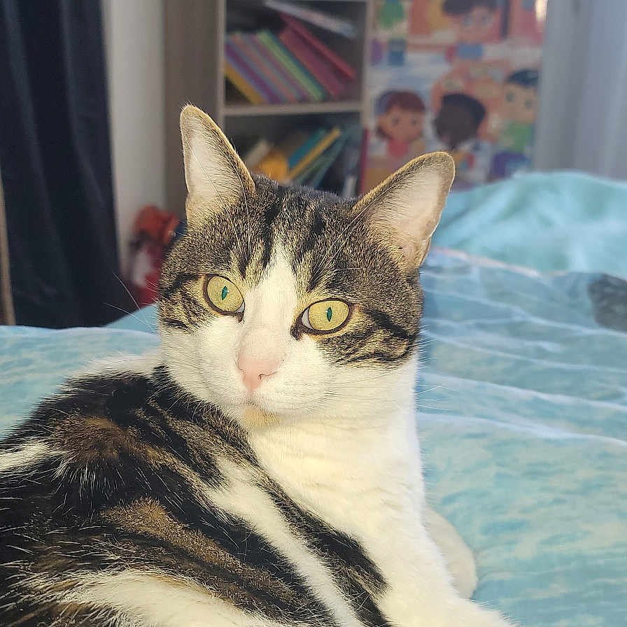 Ruben participe au concours pour gagner de l'argent avec cette photo : accessories, animal, architecture, bag, bed, bedroom, bookcase, building, cat, couch, furniture, handbag, head, indoors, kitten, manx, person, pet, room, shelf