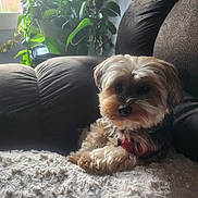 Wally joined the competition — help win amazing prizes! animal, blanket, comfort, couch, cozy, dog, domestic, fluffy, fur, furniture, greenery, home, indoor, natural_light, pet, plants, portrait, relaxed, small_dog, window