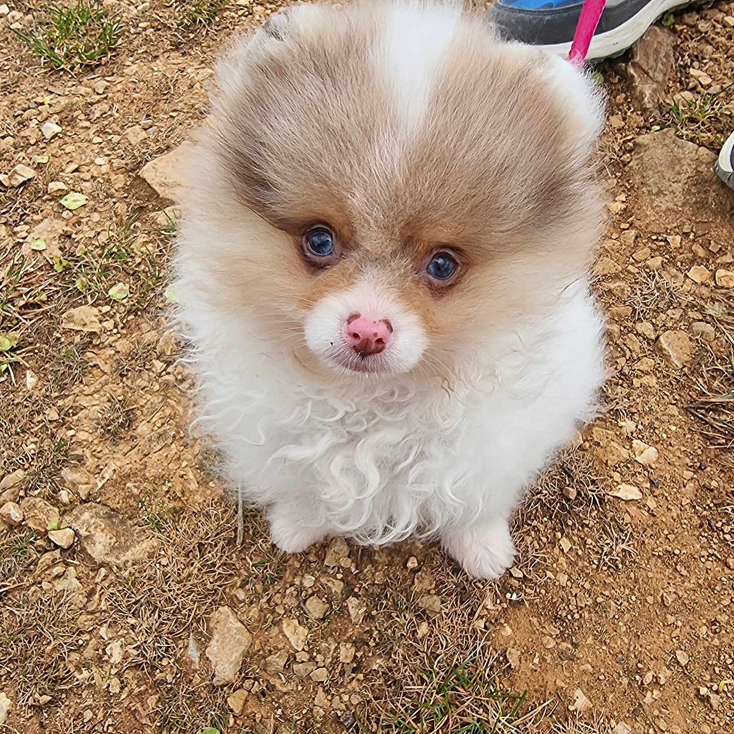 Aimissa a rejoint le concours — aidez-le/la à gagner de superbes lots ! accessories, animal, canine, clothing, cockerspaniel, dog, eskimodog, face, footwear, grass, leash, papillon, pet, plant, puppy, runningshoe, shoe, sneaker, soil, strap