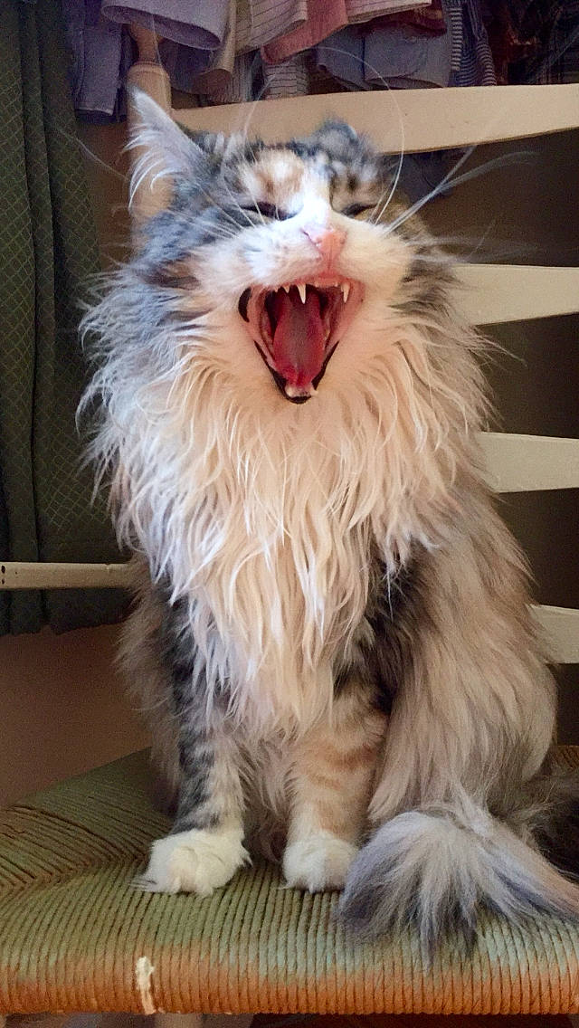 Maggie joined the competition — help win amazing prizes! carnivore, cat, claw, door, fang, felidae, fur, gesture, happy, paw, roar, small_to_medium_sized_cats, smile, snout, tail, terrestrial_animal, tooth, whiskers, window, yawn