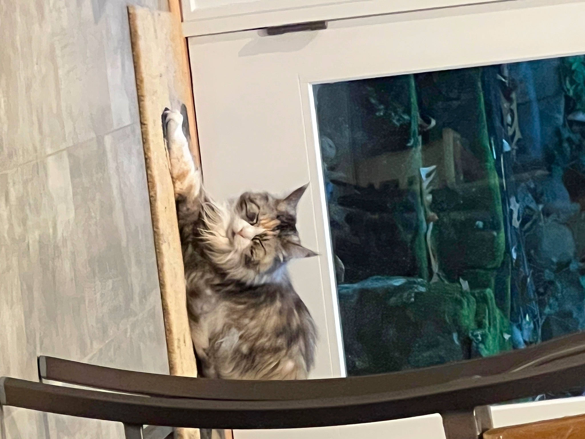 Maggie joined the competition — help win amazing prizes! animal_shelter, art, carnivore, cat, domestic_short_haired_cat, door, felidae, fur, glass, hardwood, house, plant, sash_window, small_to_medium_sized_cats, tail, tree, whiskers, wildlife, window, wood