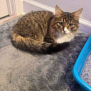 Stubby is registered to the contest to win money with this photo: cat, tabby, fur, pet, indoor, animal, curious, eyes, litter_box, floor, rug, cozy, whiskers, ears, tail, resting, mammal, domestic, cute, feline