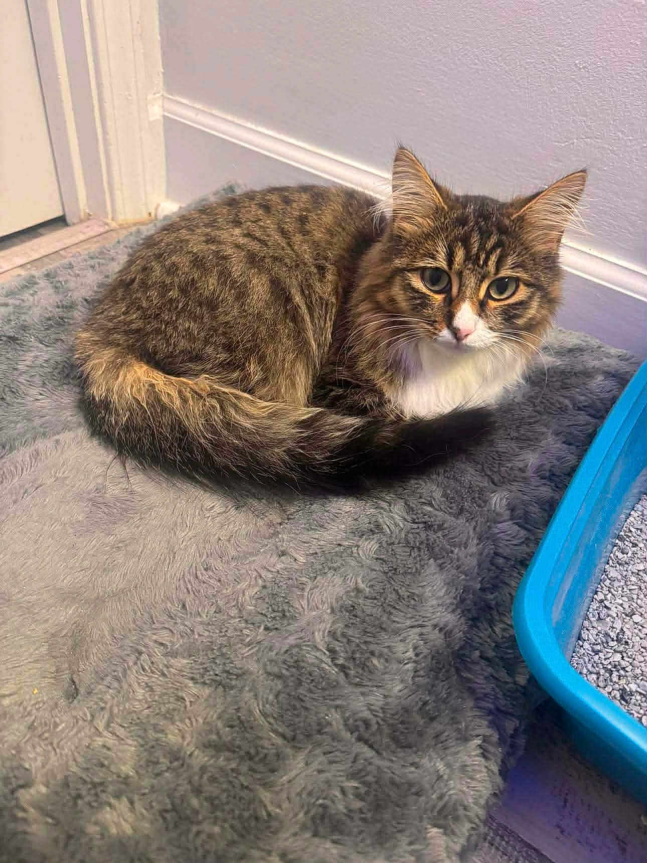 Stubby is registered to the contest to win money with this photo: cat, tabby, fur, pet, indoor, animal, curious, eyes, litter_box, floor, rug, cozy, whiskers, ears, tail, resting, mammal, domestic, cute, feline