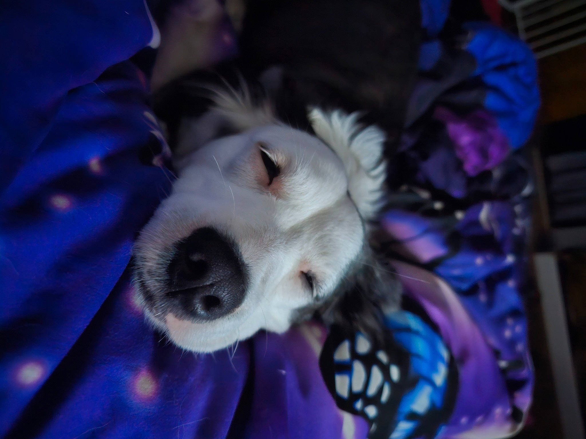 Malie joined the competition — help win amazing prizes! blue, canidae, carnivore, cocker_spaniel, companion_dog, dog, dog_breed, electric_blue, fur, non_sporting_group, purple, snout, spaniel, sporting_group, toy_dog, whiskers