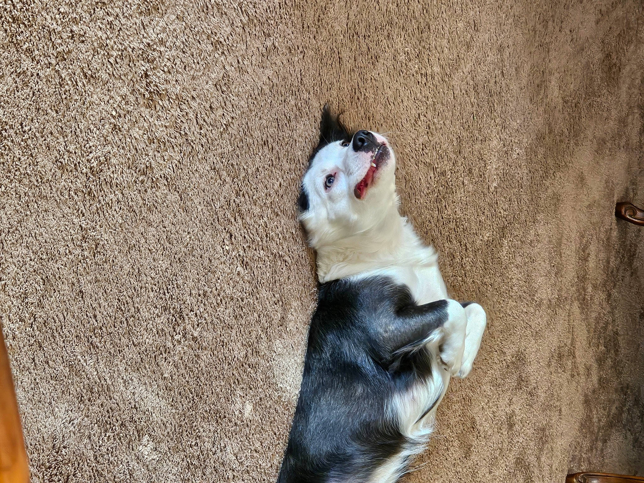 Malie joined the competition — help win amazing prizes! canidae, carnivore, cat, claw, companion_dog, dog_breed, domestic_short_haired_cat, fawn, felidae, fur, grass, human_leg, paw, sand, small_to_medium_sized_cats, snout, sporting_group, tail, whiskers, wood