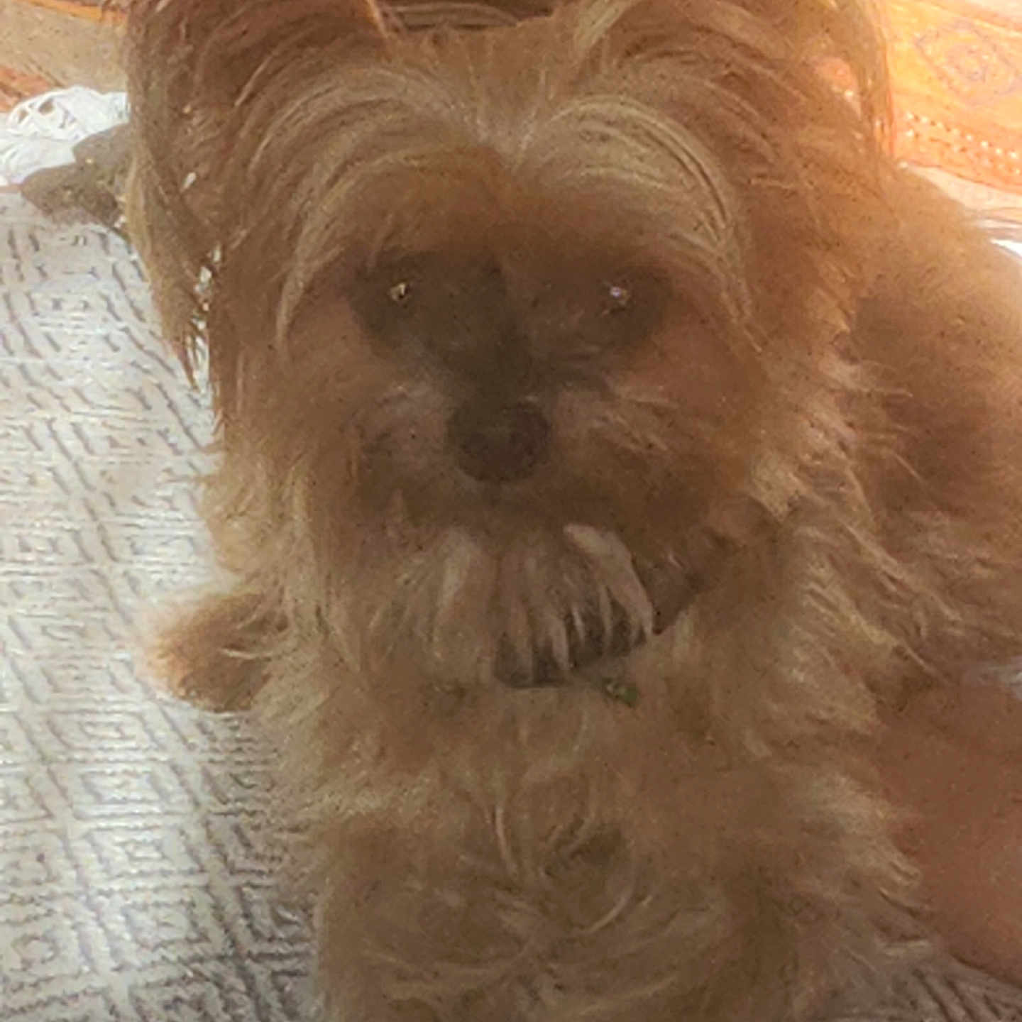 Nancy a rejoint le concours — aidez-le/la à gagner de superbes lots ! dog, small_dog, scruffy_fur, ears, lying_down, indoor, rug, patterned_rug, sunlight, warm_lighting, pet, animal, canine, furry, close_up, cozy, home, carpet, cute, companion