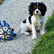Bellina a rejoint le concours — aidez-le/la à gagner de superbes lots ! dog, puppy, cavalier_king_charles_spaniel, pet, sitting, outdoor, grass, gravel, soccer_ball, toy, paw_print, black_white, brown, fluffy, long_ears, face, animal, garden, portrait, playful