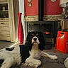 Bellina participe au concours pour gagner de l'argent avec cette photo : dog, cavalier_king_charles_spaniel, pet, fluffy, long_hair, black_white, brown_markings, lying_down, indoors, living_room, fireplace, cozy, rug, home_decor, red_vase, furniture, portrait, looking_at_camera, calm, family_photos