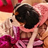 puppy, dog, cavalier_king_charles_spaniel, pet, animal, cute, cozy, blanket, pink_sweater, toy, soft, indoor, fur, resting, portrait, young, companion, domestic, mammal, cute_animal