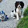 Bellina a rejoint le concours — aidez-le/la à gagner de superbes lots ! dog, puppy, cavalier_king_charles_spaniel, pet, animal, sitting, portrait, outdoor, grass, gravel, path, soccer_ball, toy, paw_prints, black_white_tan, fluffy, long_ears, facial_markings, cute, daylight