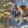 Hayden participe au concours pour gagner de l'argent avec cette photo : animal, canine, dog, ears, fur, grass, happy, leash, nature, outdoor, park, path, pet, road, shadow, smiling, summer, sunlight, tongue, walking
