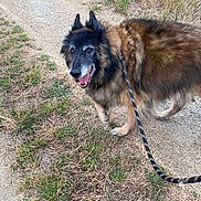 Hayden a rejoint le concours — aidez-le/la à gagner de superbes lots ! animal, black, brown, canine, daylight, dog, field, friendly, fur, grass, happy, leash, nature, old_dog, outdoor, path, pet, side_view, smile, walking