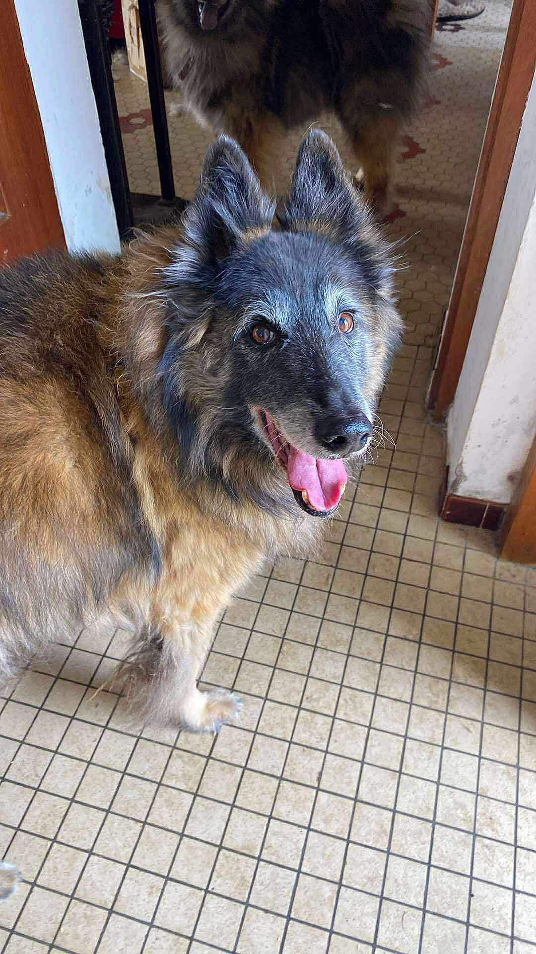 Hayden a rejoint le concours — aidez-le/la à gagner de superbes lots ! animal, brown, canine, companion, dog, ears, eyes, floor, fur, gray, happy, house, indoor, mouth, nose, pet, standing, tile, tongue_out, two_dogs