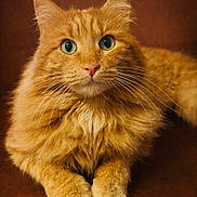 Harry a rejoint le concours — aidez-le/la à gagner de superbes lots ! animal, brown_background, cat, close_up, curious, cute, domestic_animal, feline, fluffy, green_eyes, indoor, mammal, orange_cat, pet, portrait, relaxed, resting, sitting, soft_fur, whiskers