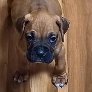 Cooper joined the competition — help win amazing prizes! puppy, brown, dog, wooden_floor, pet, young, cute, animal, indoor, small, canine, looking_up, paws, fur, adorable, flooring, domestic, mammal, companion, curious