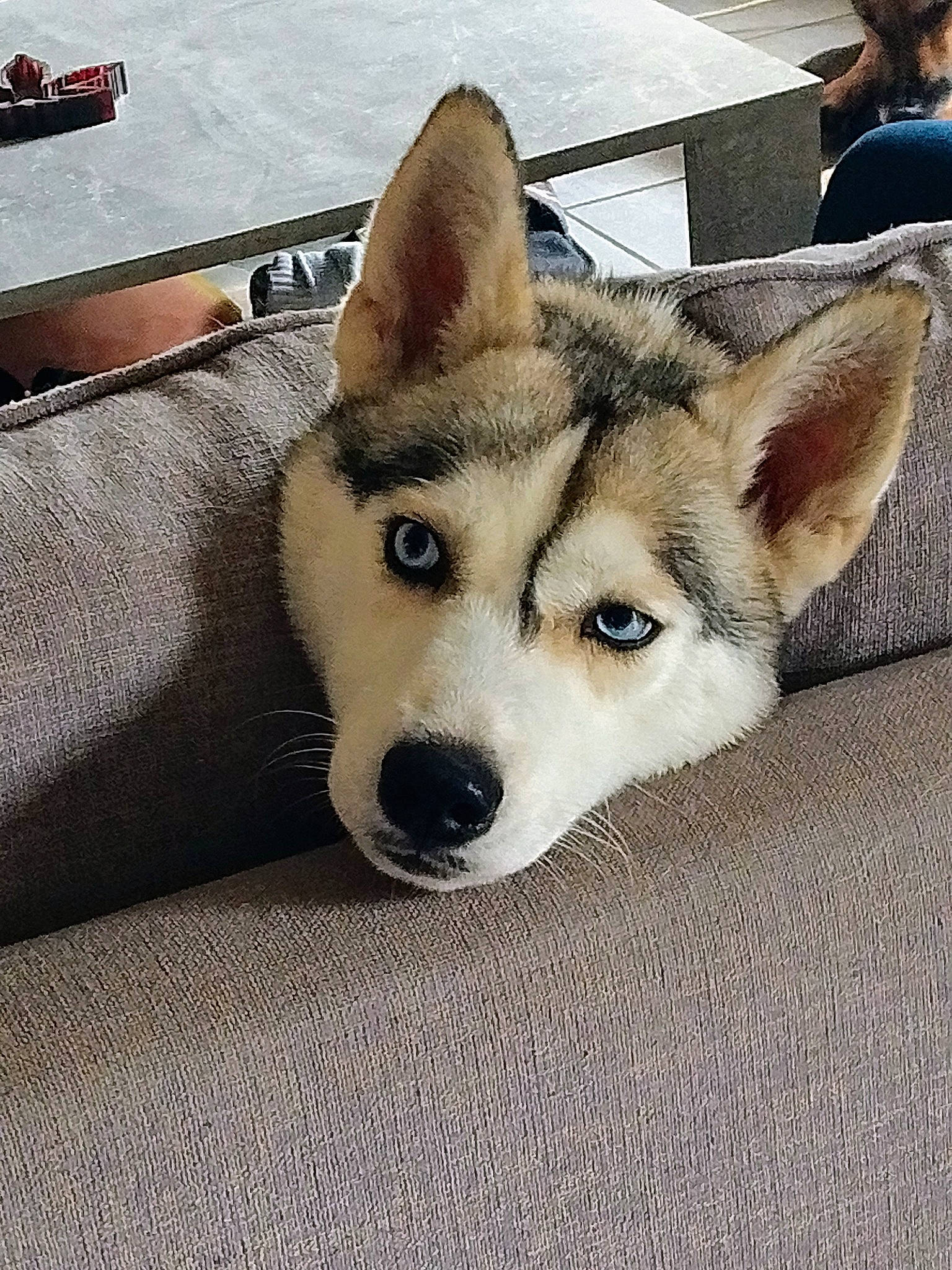 Yuki a rejoint le concours — aidez-le/la à gagner de superbes lots ! canidae, canis, carnivore, companion_dog, dog, dog_breed, flooring, foot, fur, jaw, non_sporting_group, sled_dog, snout, sporting_group, square, terrestrial_animal, whiskers, working_animal, working_dog