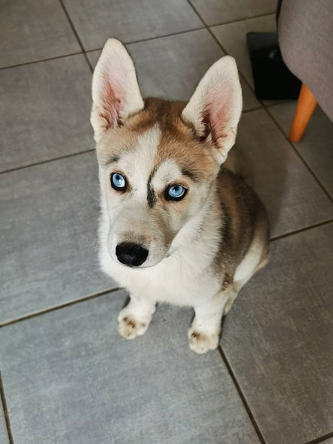 Yuki participe au concours pour gagner de l'argent avec cette photo : ancient_dog_breeds, canidae, canis, carnivore, companion_dog, dog, dog_breed, flooring, fur, hardwood, non_sporting_group, siberian_husky, sled_dog, sporting_group, tail, terrestrial_animal, whiskers, wood, working_animal, working_dog