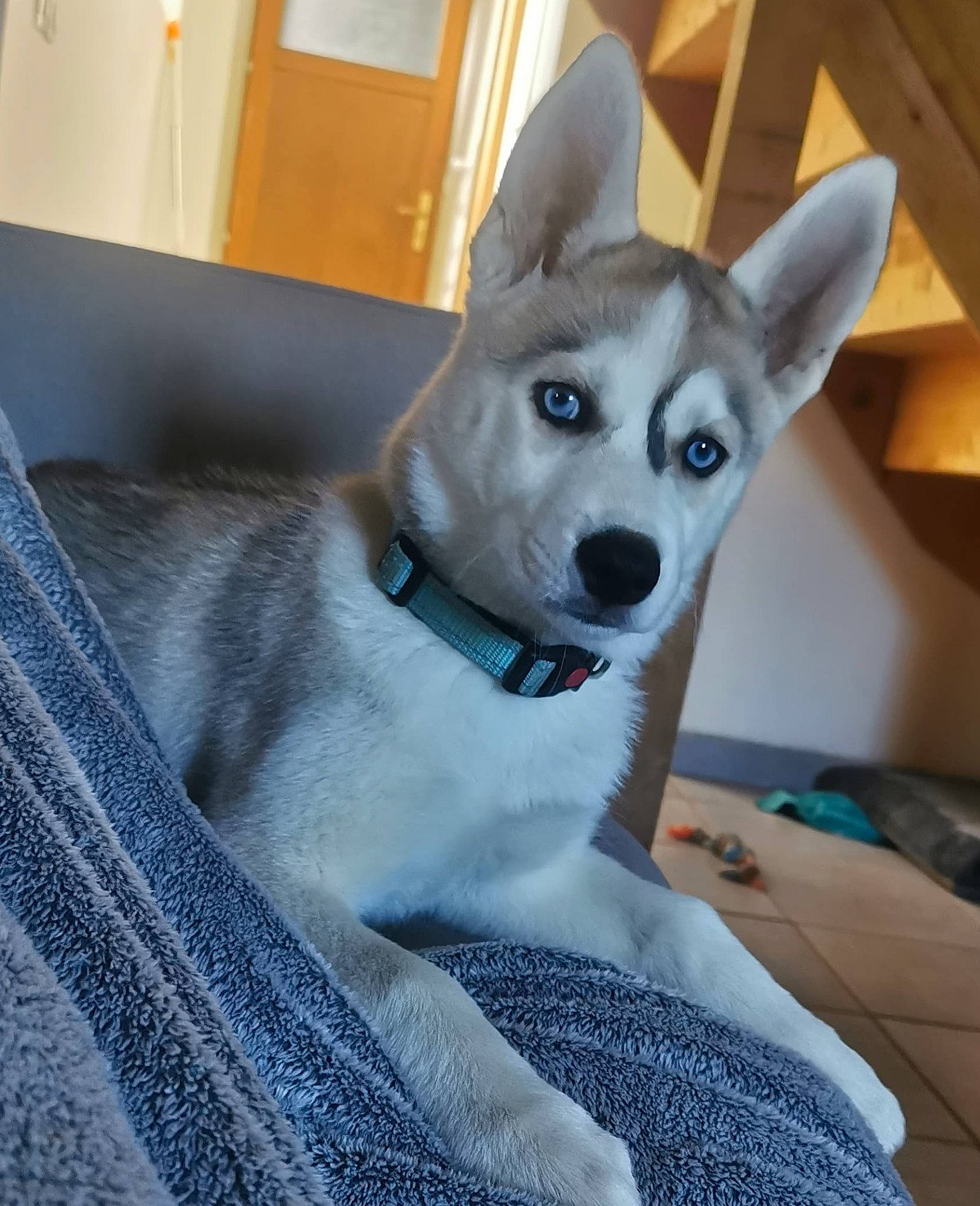 Yuki participe au concours pour gagner de l'argent avec cette photo : ancient_dog_breeds, canidae, carnivore, collar, companion_dog, dog, dog_breed, dog_supply, fawn, fur, grey, jaw, non_sporting_group, pet_supply, snout, sporting_group, tail, whiskers, wood, working_animal