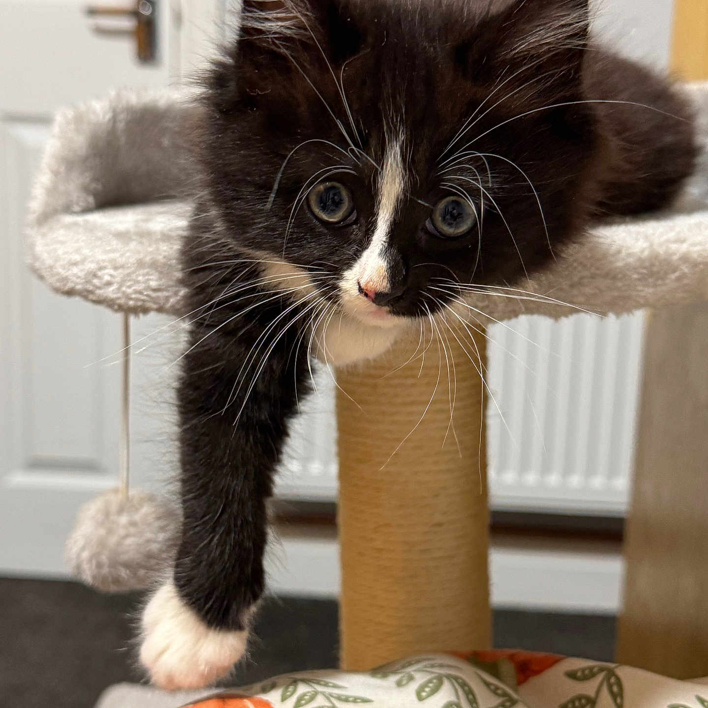 Willow joined the competition — help win amazing prizes! animal, black_and_white, cat, cat_tree, close_up, cozy, curious, cute, domestic, feline, fur, indoor, kitten, paw, pet, playful, relaxing, soft_texture, whiskers, young