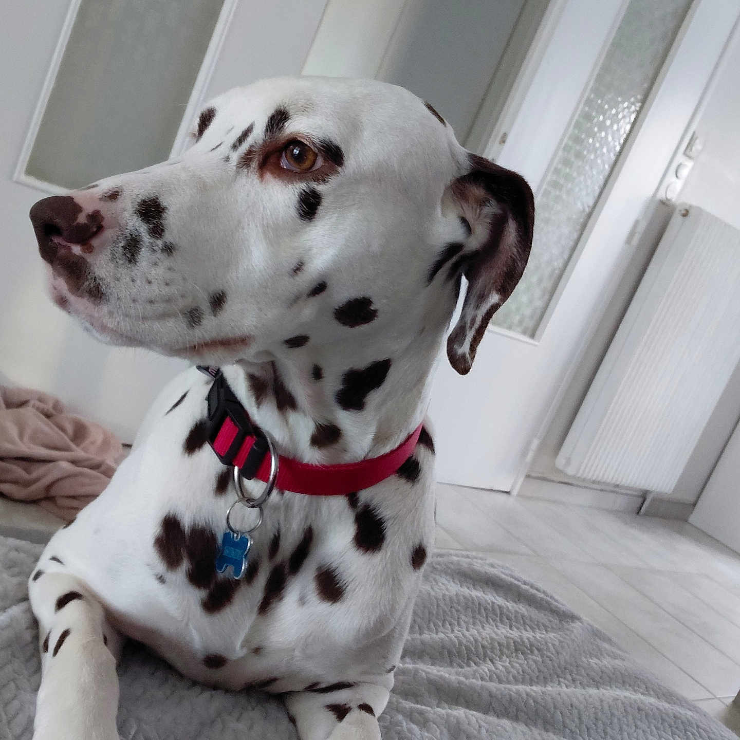 Saika participe au concours pour gagner de l'argent avec cette photo : animal, black_spots, blanket, canine, collar, dalmatian, dog, domestic, ears, floor, fur, house, indoor, looking_away, muzzle, pet, portrait, relaxed, resting, white