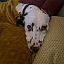 dog, dalmatian, blanket, pillow, resting, indoor, cozy, pet, animal, lying_down, close_up, spotted, snuggling, soft_texture, couch, relaxing, domestic, companion, warm, fur