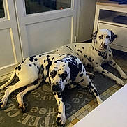 Sanko Et Saika a rejoint le concours — aidez-le/la à gagner de superbes lots ! dalmatian, dog, indoor, floor, rug, spot, pet, animal, laying_down, two_animals, white, black_spots, cabinet, door, tile_floor, collar, resting, quiet, home, cozy
