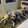 dalmatian, dog, indoor, floor, rug, spot, pet, animal, laying_down, two_animals, white, black_spots, cabinet, door, tile_floor, collar, resting, quiet, home, cozy
