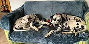 Sanko Et Saika a rejoint le concours — aidez-le/la à gagner de superbes lots ! animal, blue, canine, companion, couch, curious, dalmatian, dog, domestic, floor, furniture, home, indoor, pet, relaxing, resting, spotted, tile, toy, two_dogs
