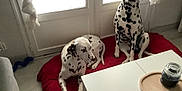 Sanko Et Saika participe au concours pour gagner de l'argent avec cette photo : dalmatian, dog, pet, indoor, red_cushion, white_table, jar, wooden_tray, window, curtains, floor, tile_floor, sitting_dog, lying_dog, black_spots, animal, domestic_animal, relaxed, home, furniture