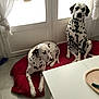 dalmatian, dog, pet, indoor, red_cushion, white_table, jar, wooden_tray, window, curtains, floor, tile_floor, sitting_dog, lying_dog, black_spots, animal, domestic_animal, relaxed, home, furniture
